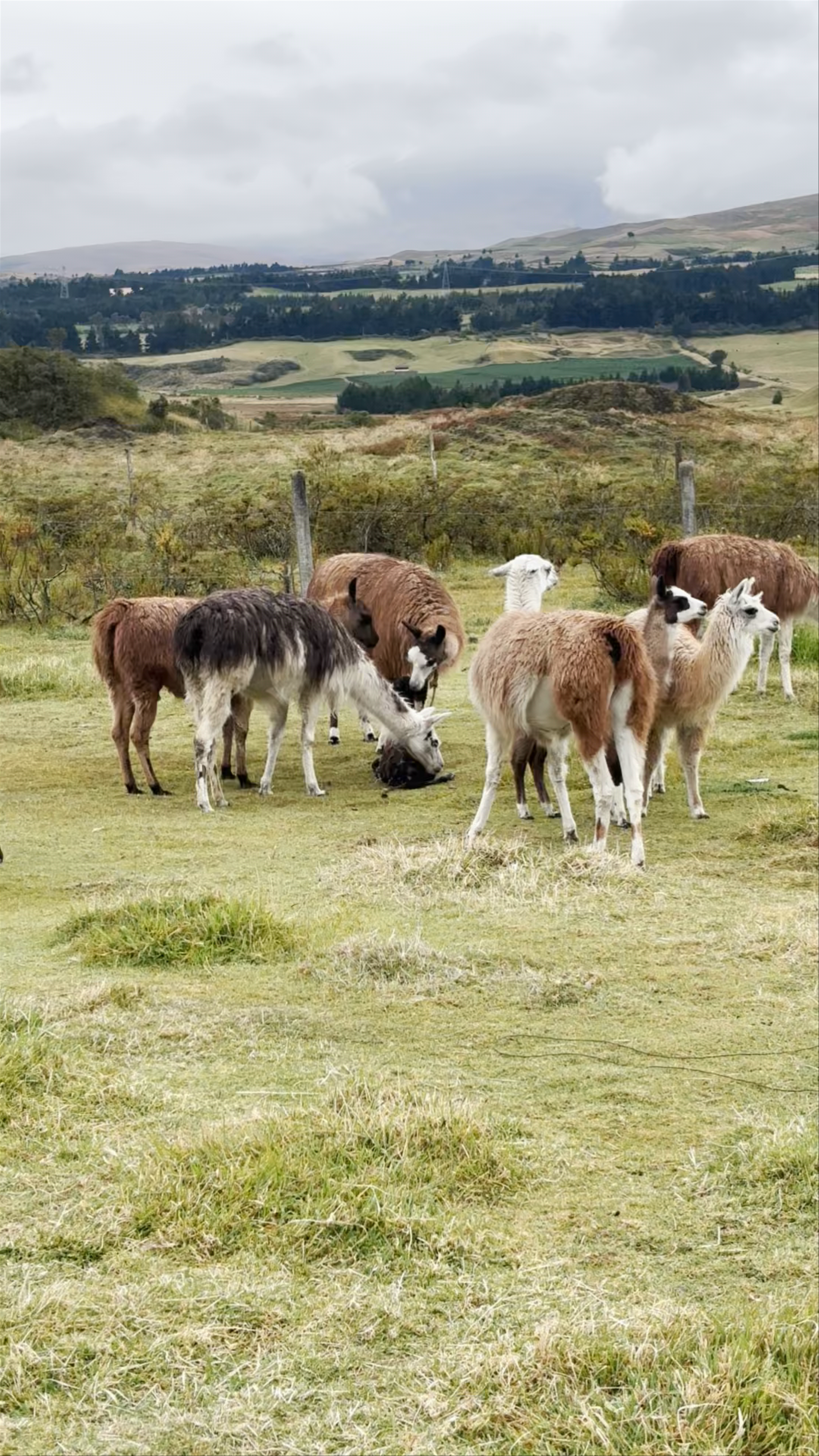 The Secret Garden Cotopaxi: Serene Highlands and Gentle Llamas in Machachi, Ecuador