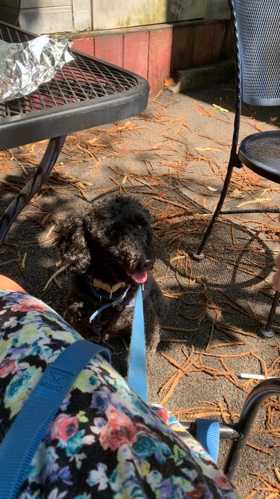 Karma Road - Dog friendly outdoor seating - Vegetarian Near Me - New Paltz, New York