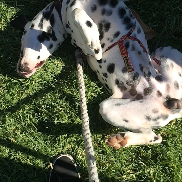 Bark In the Park - Festivals Near Me - San Jose, California