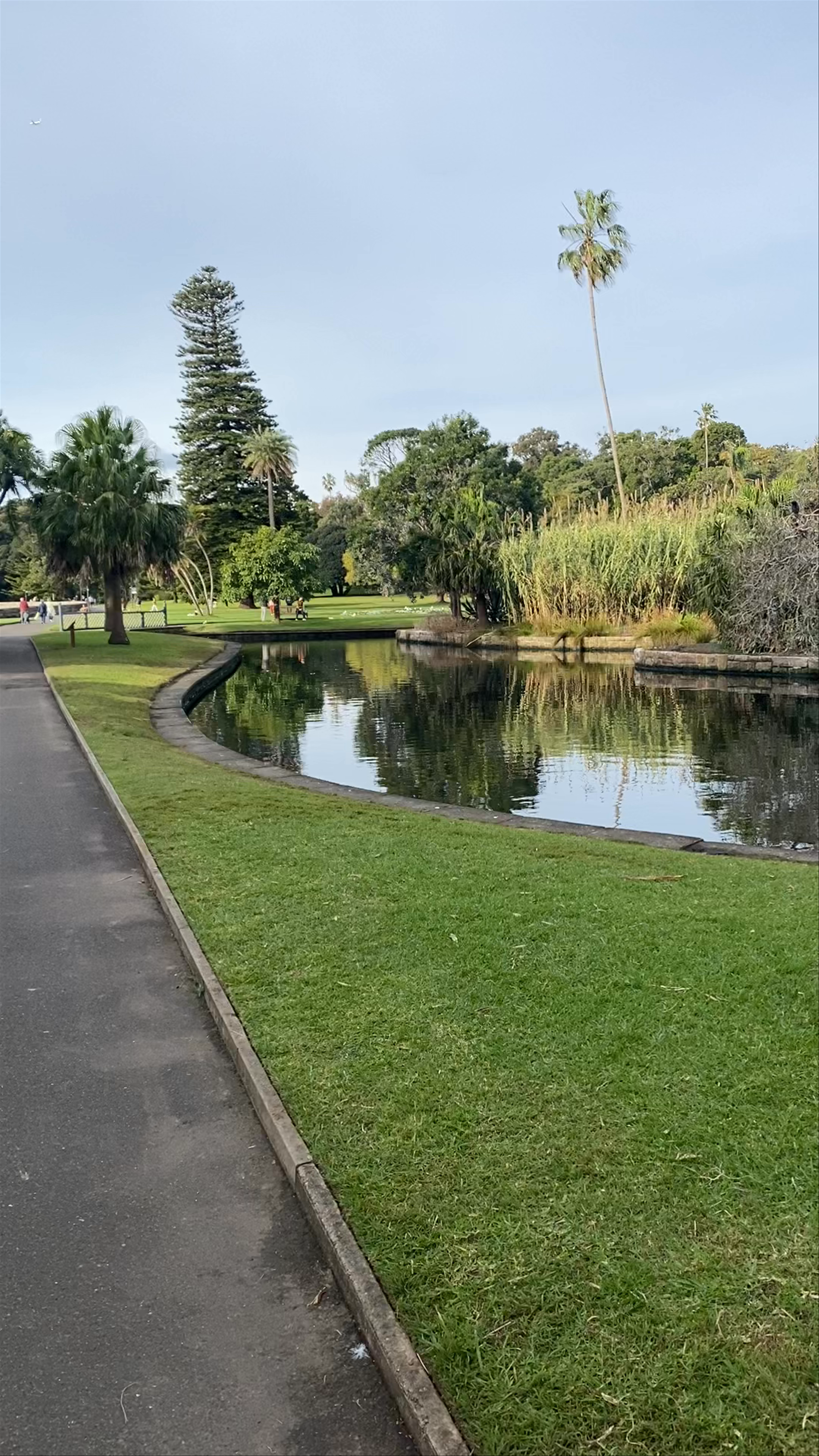 Strolling Through Australian Rockery Lawn, Sydney - A Serene Urban Oasis