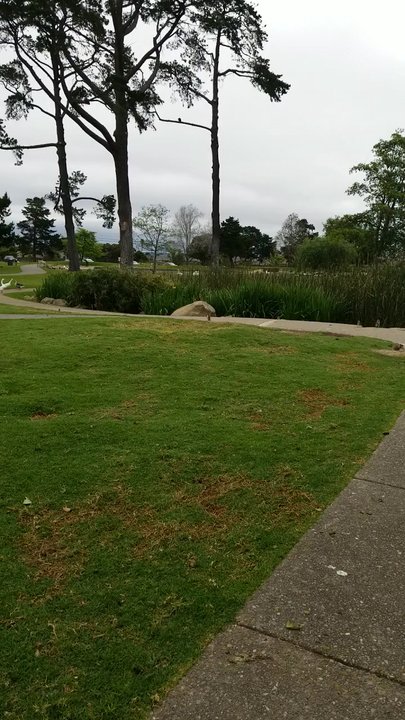 Waller Park - Squerrills - Disc Golf Near Me - Santa Maria, California