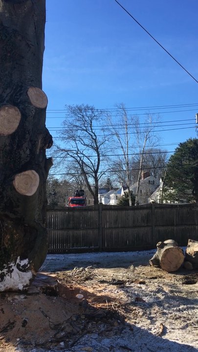 STUMPY’S TREE SERVICE - Updated September 2025 - 78 Photos & 101 ...