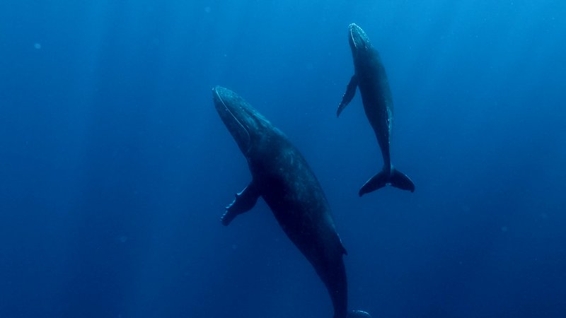 Humpback Whale Mother and Calf poster