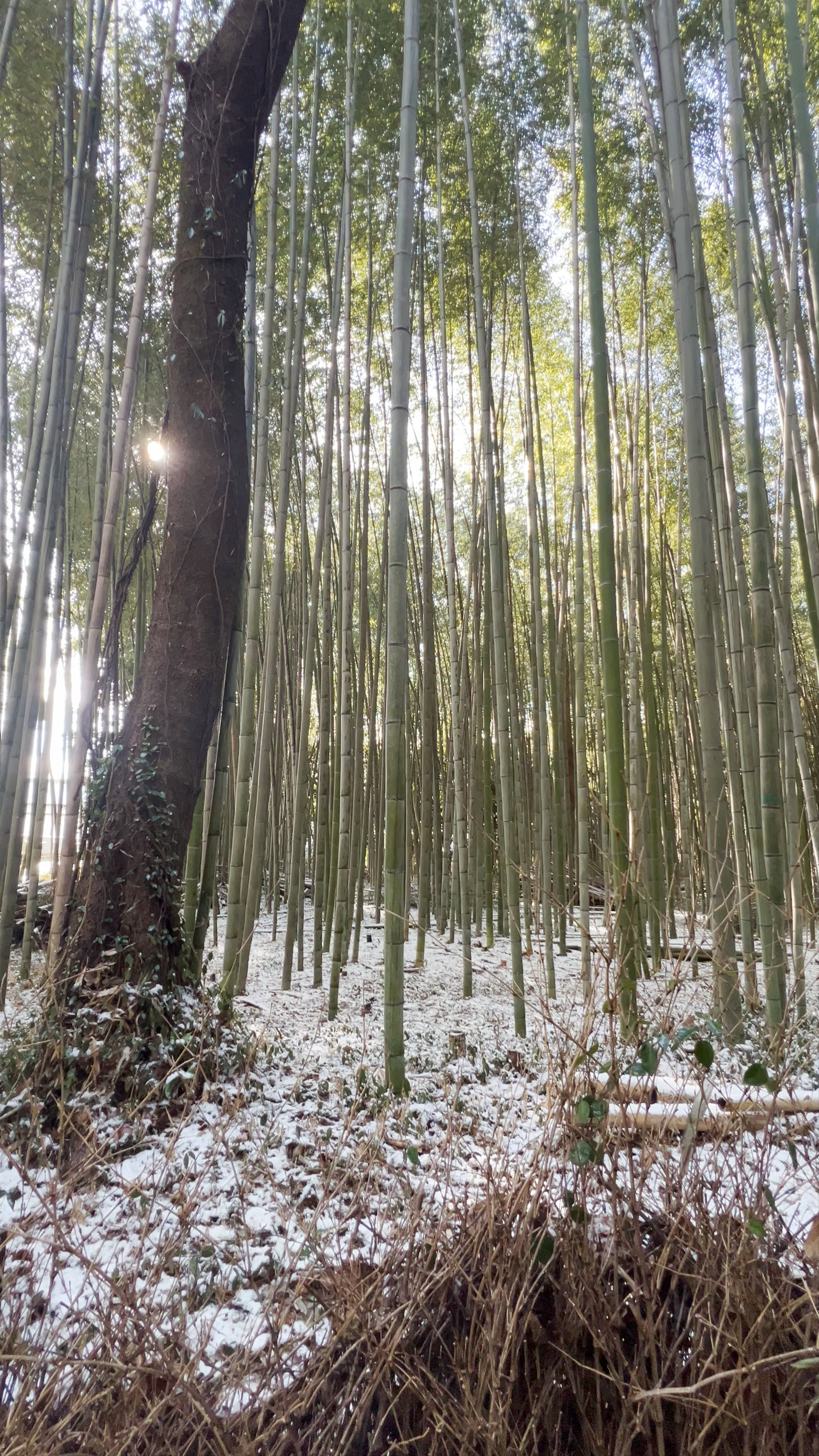 Arashiyama Bamboo Forest: A Serene Winter Escape in Kyoto