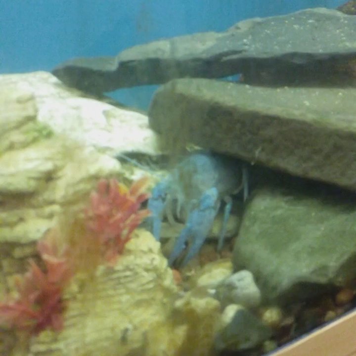 Five Rivers Environmental Center - Calico crayfish is blue! - Museums Near Me - Delmar, New York