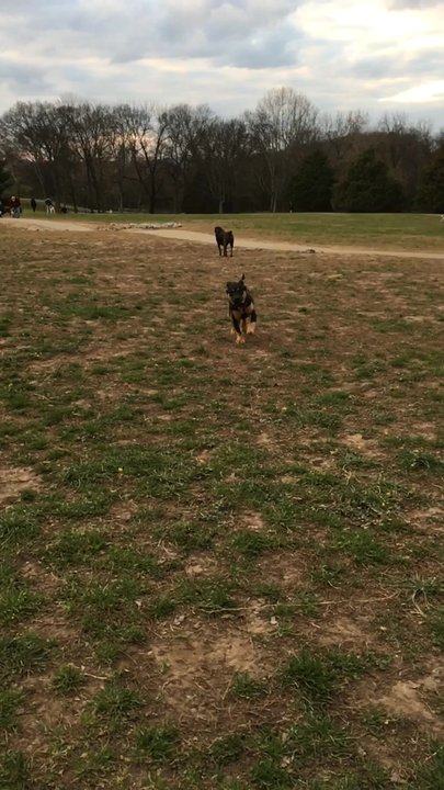 Two Rivers Dog Park - Ig:Xena_the_Warrior_Puppy - Slow mo puppy dog action at 2 Rivers Dog Park - Dog Parks Near Me - Nashville, Tennessee
