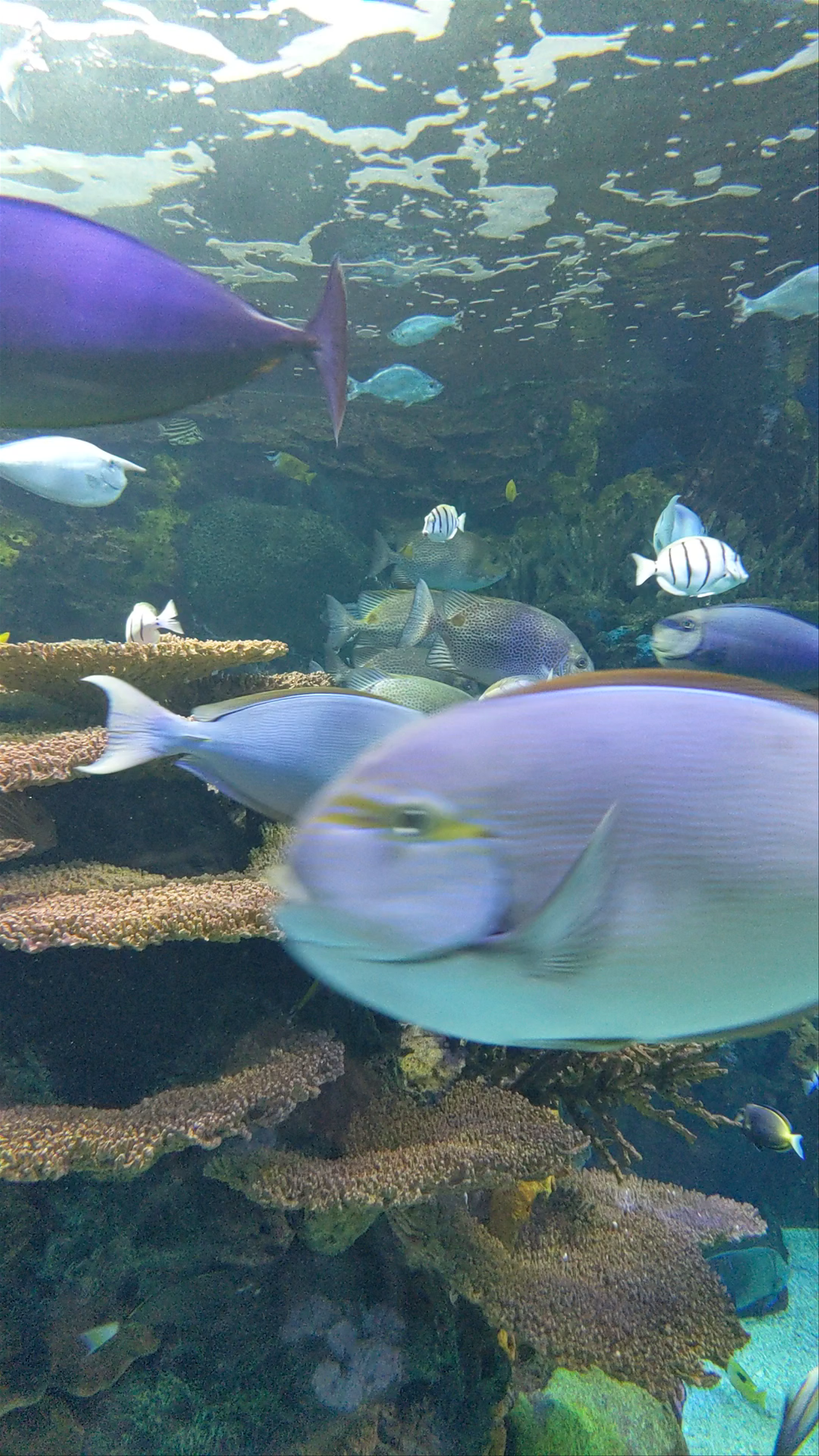 Ripley's Aquarium of Canada