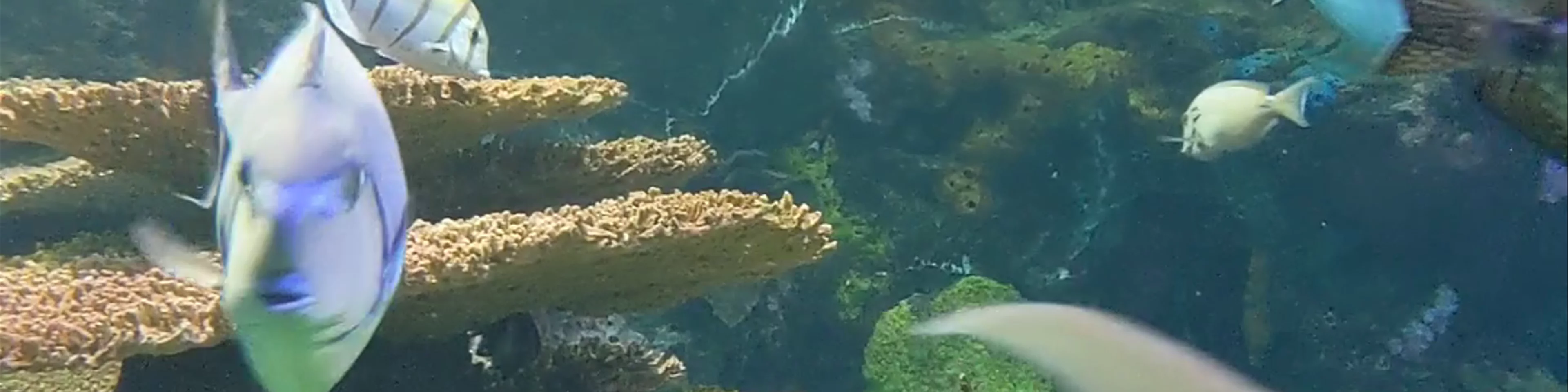 Ripley's Aquarium of Canada