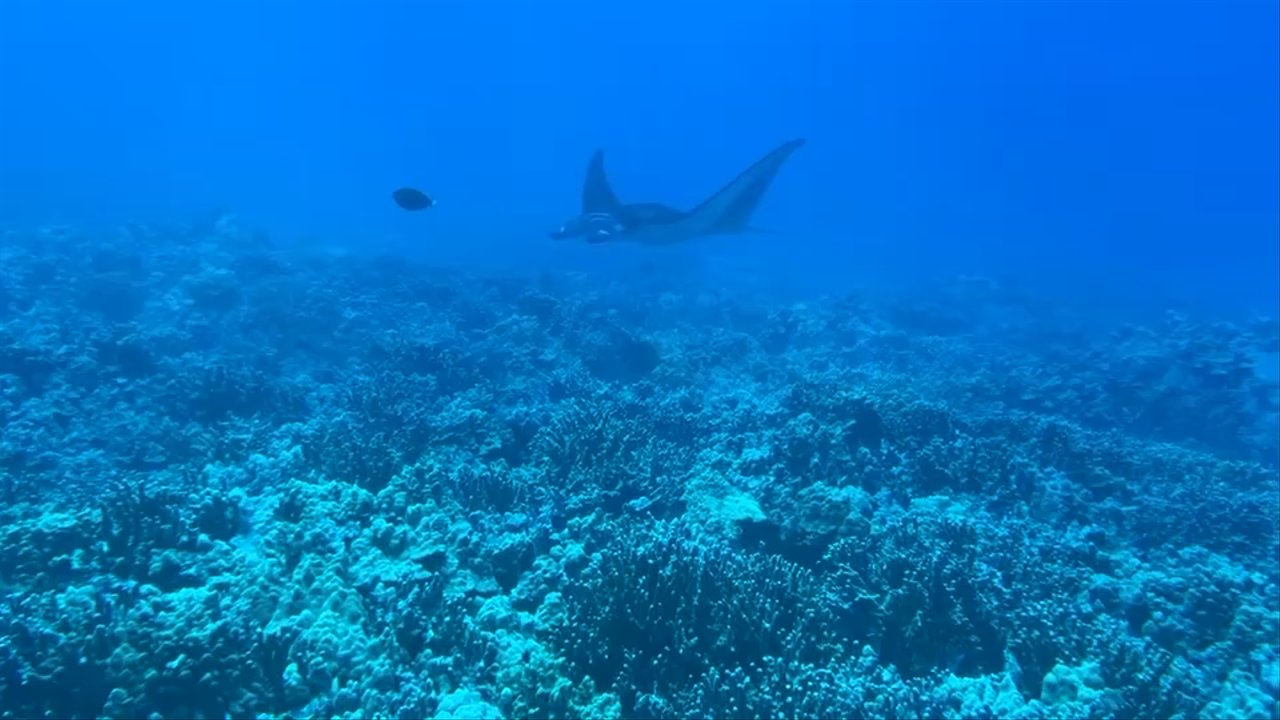 Jack's Diving Locker - Snorkeling Near Me - Kailua-Kona, Hawaii