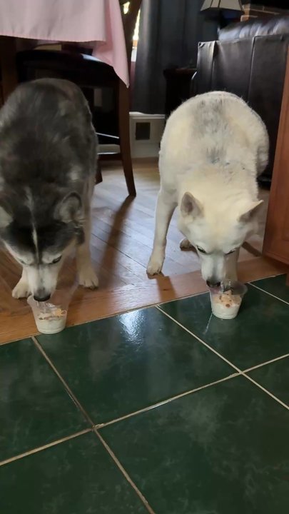 Uncle Louie G - Daryl and Merle enjoying a refreshing Pup cup on a hot summer day! - Ice Cream & Frozen Yogurt Near Me - Dunellen, New Jersey