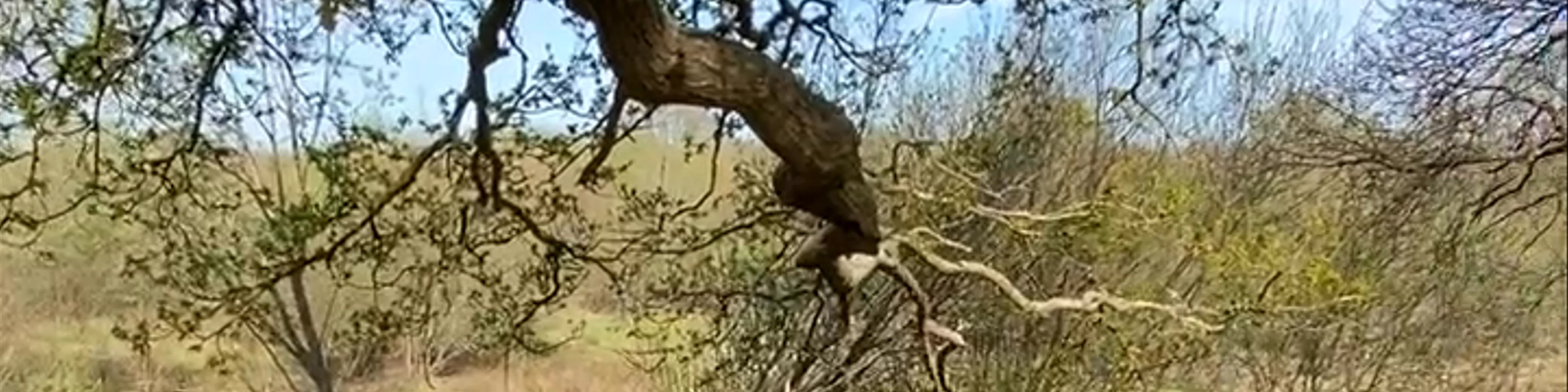 Knepp Wildland Safaris