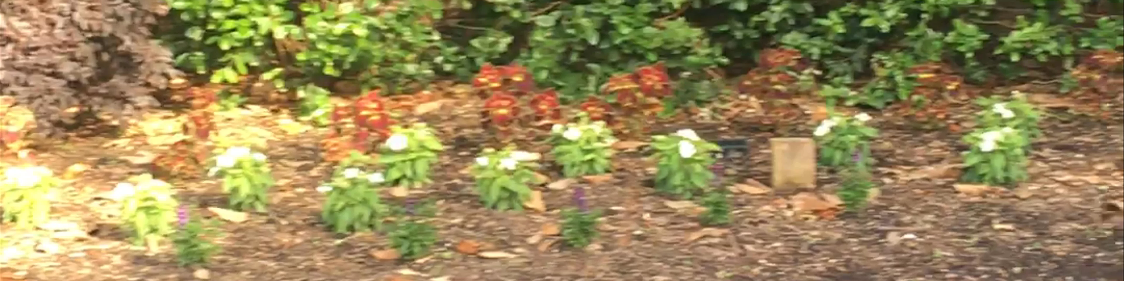 Airlie Gardens