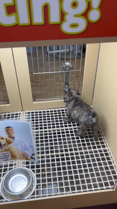 Petland Tulsa - Pet Stores Near Me - Tulsa, Oklahoma
