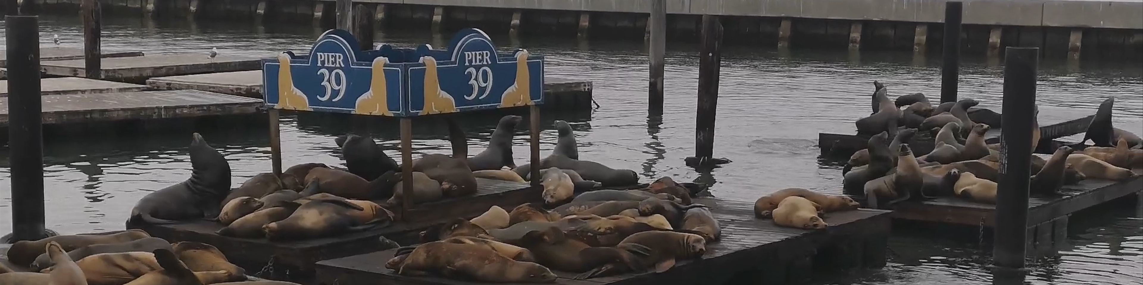 Sea Lion Viewing Area, Pier 39
