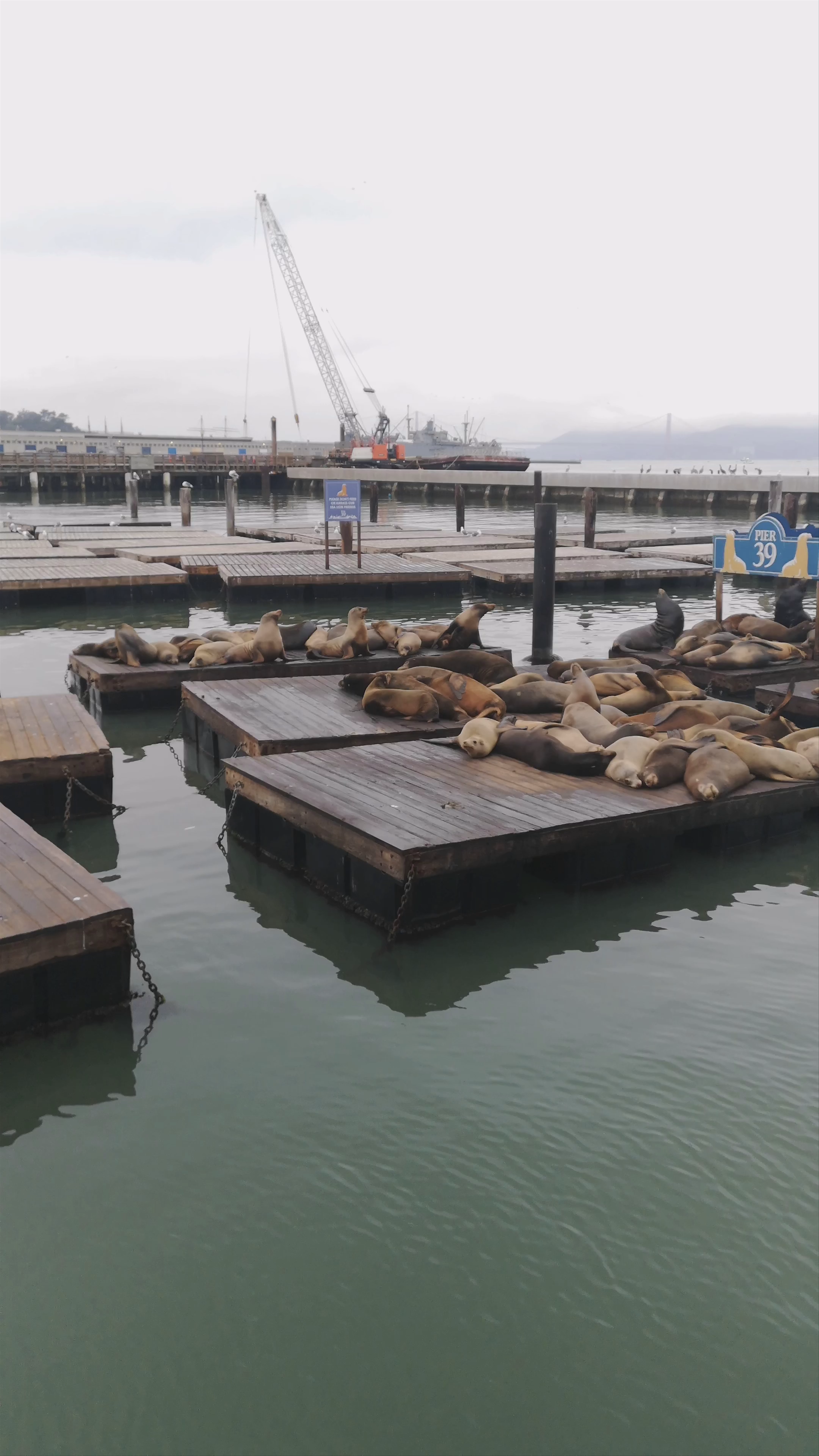 Sea Lion Viewing at Pier 39, San Francisco