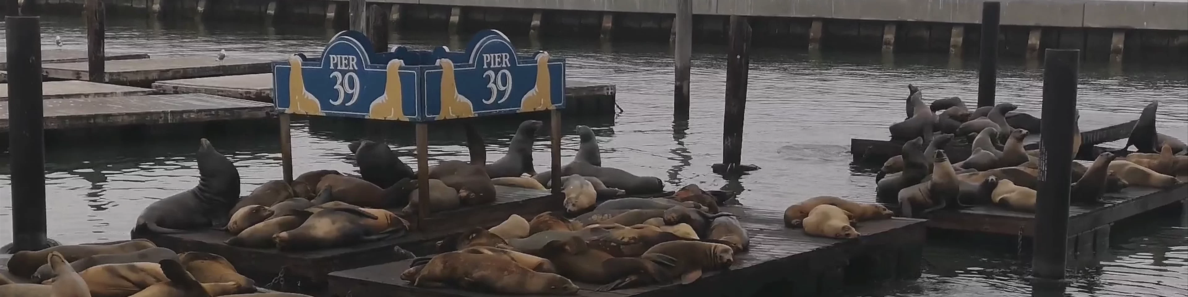 Sea Lion Viewing Area