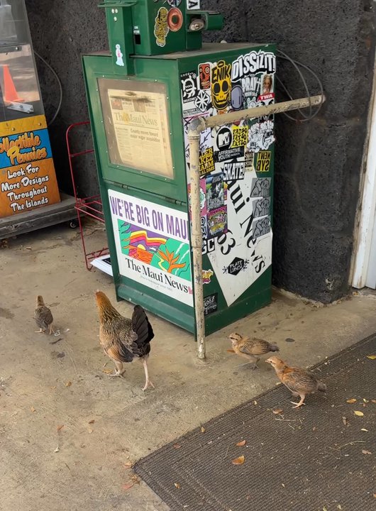 Olowalu General Store - Convenience Stores Near Me - Lahaina, Hawaii