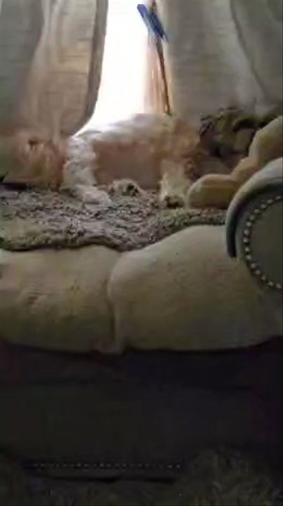 Spragg Gary A DVM - P PROOF of the 24-HOUR UNCONTROLLABLE BODY SPASMS AND PAINFUL TWITCHING that Toby suffered at the hands of Alec Carroll! - Veterinarians Near Me - Rogersville, Missouri
