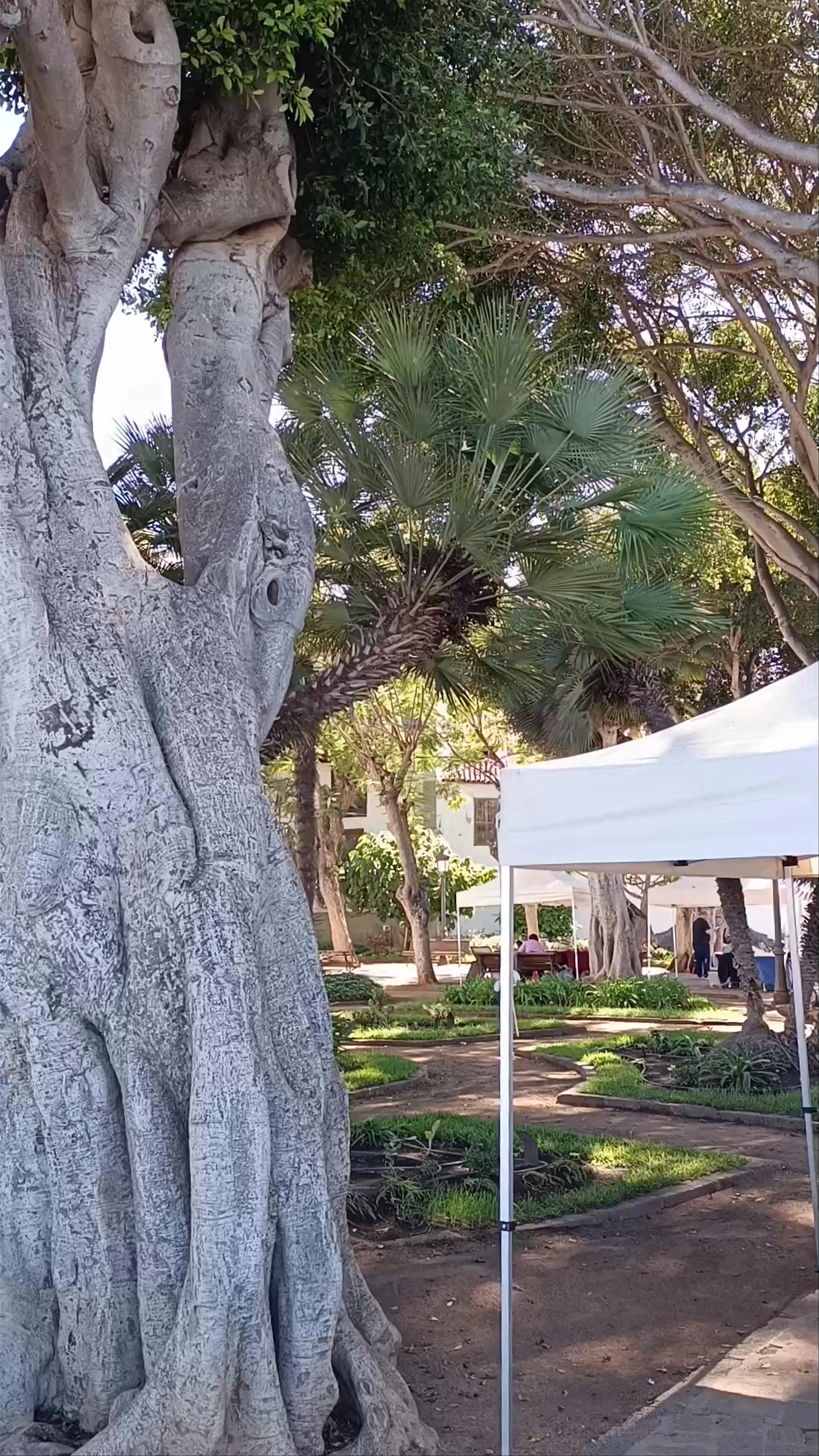 Plaza Andrés de Lorenzo Cáceres: A Serene Market Oasis in Icod de los Vinos