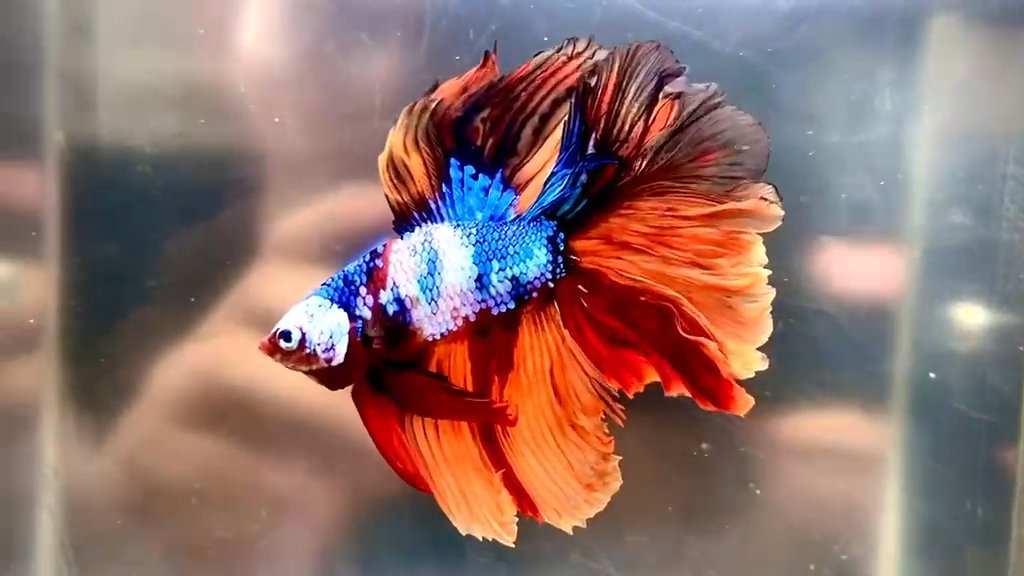 Betta fish