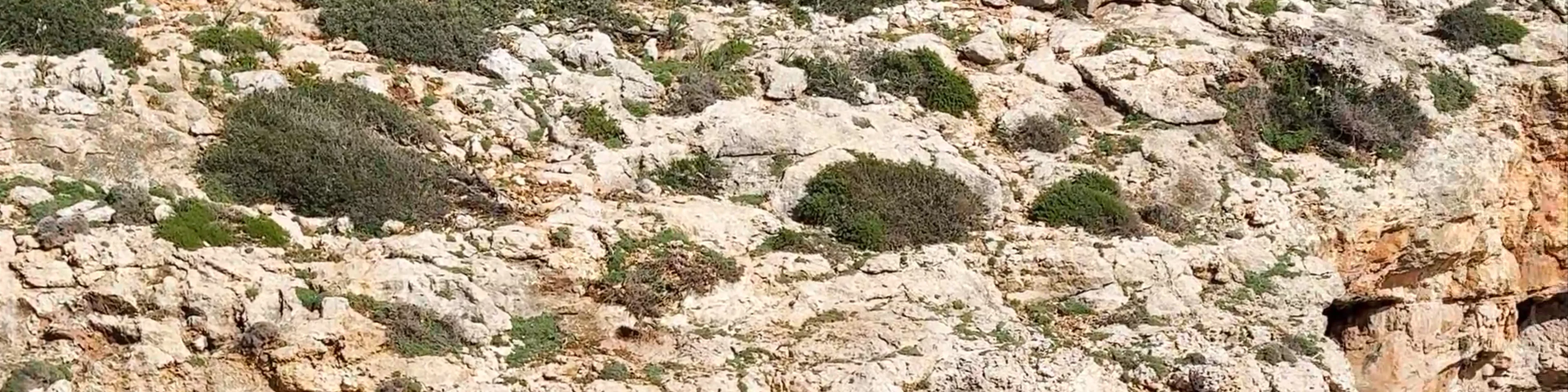 Cova Cala Falco