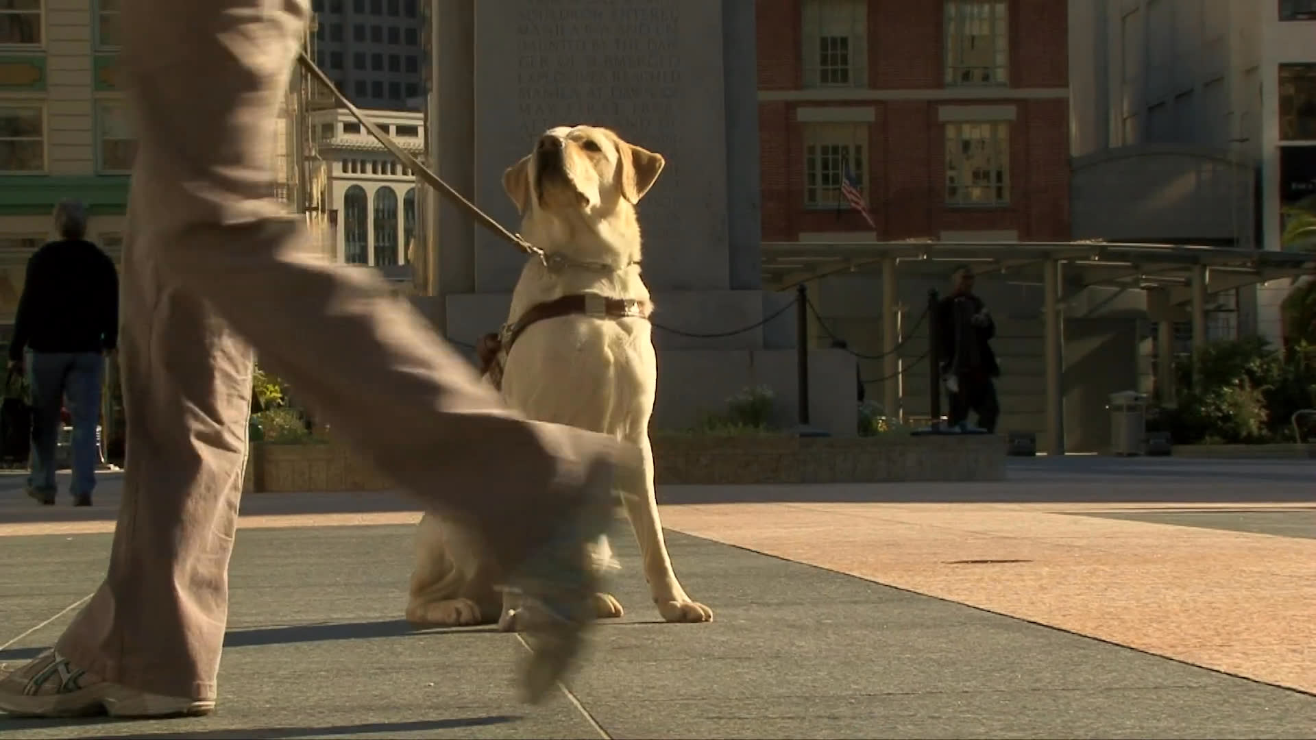 A yellow Labrador retriever in a service harness maintains a focused sitting position while its handler maneuvers through an urban plaza.