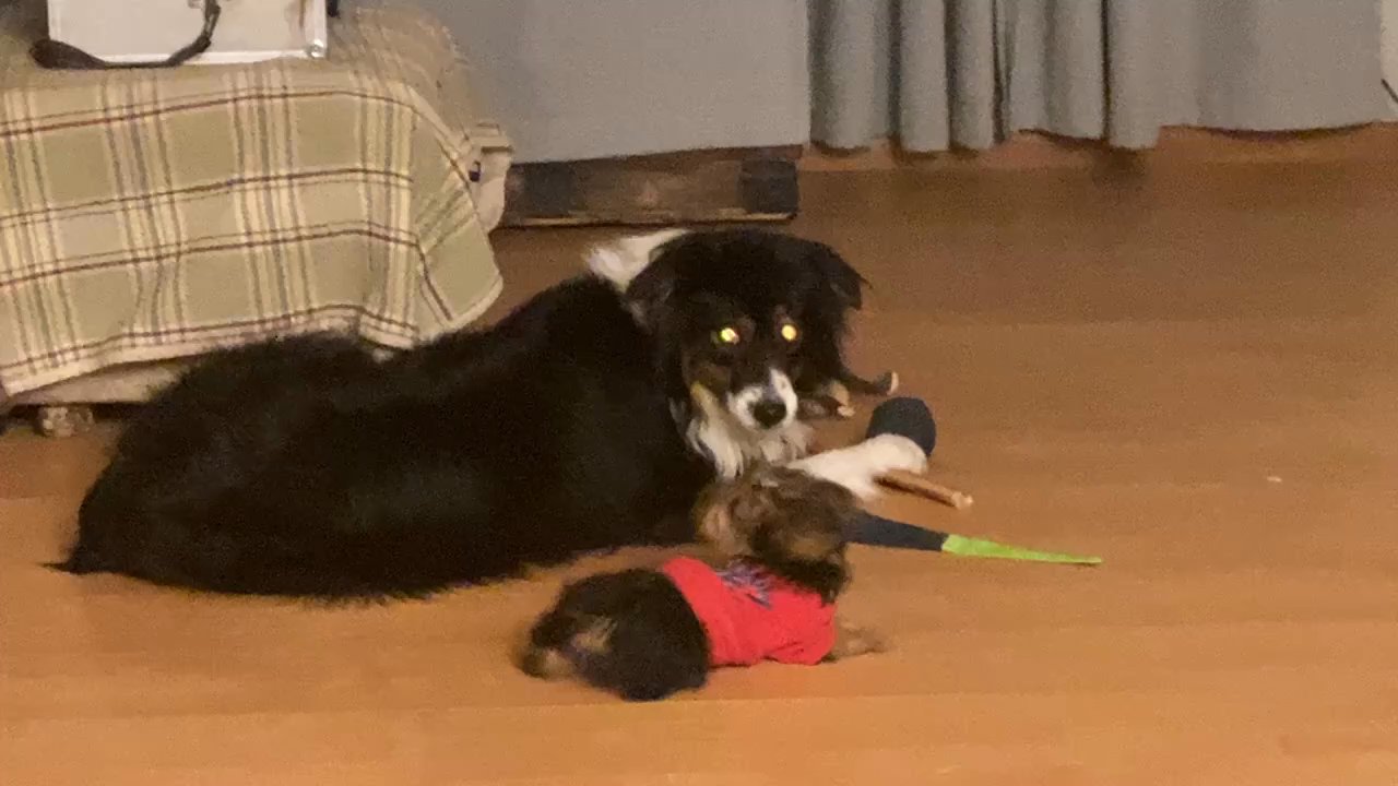 PAWSITive Performance  - Nosee Chewing on high value treats without conflict from Dior. - Pet Training Near Me