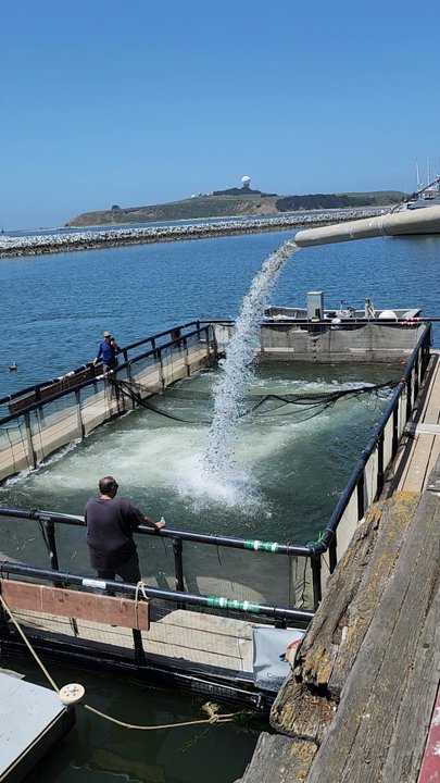 Ketch Harbor Pub - Mokelumne Fish Hatchery - Seafood Near Me - Half Moon Bay, California