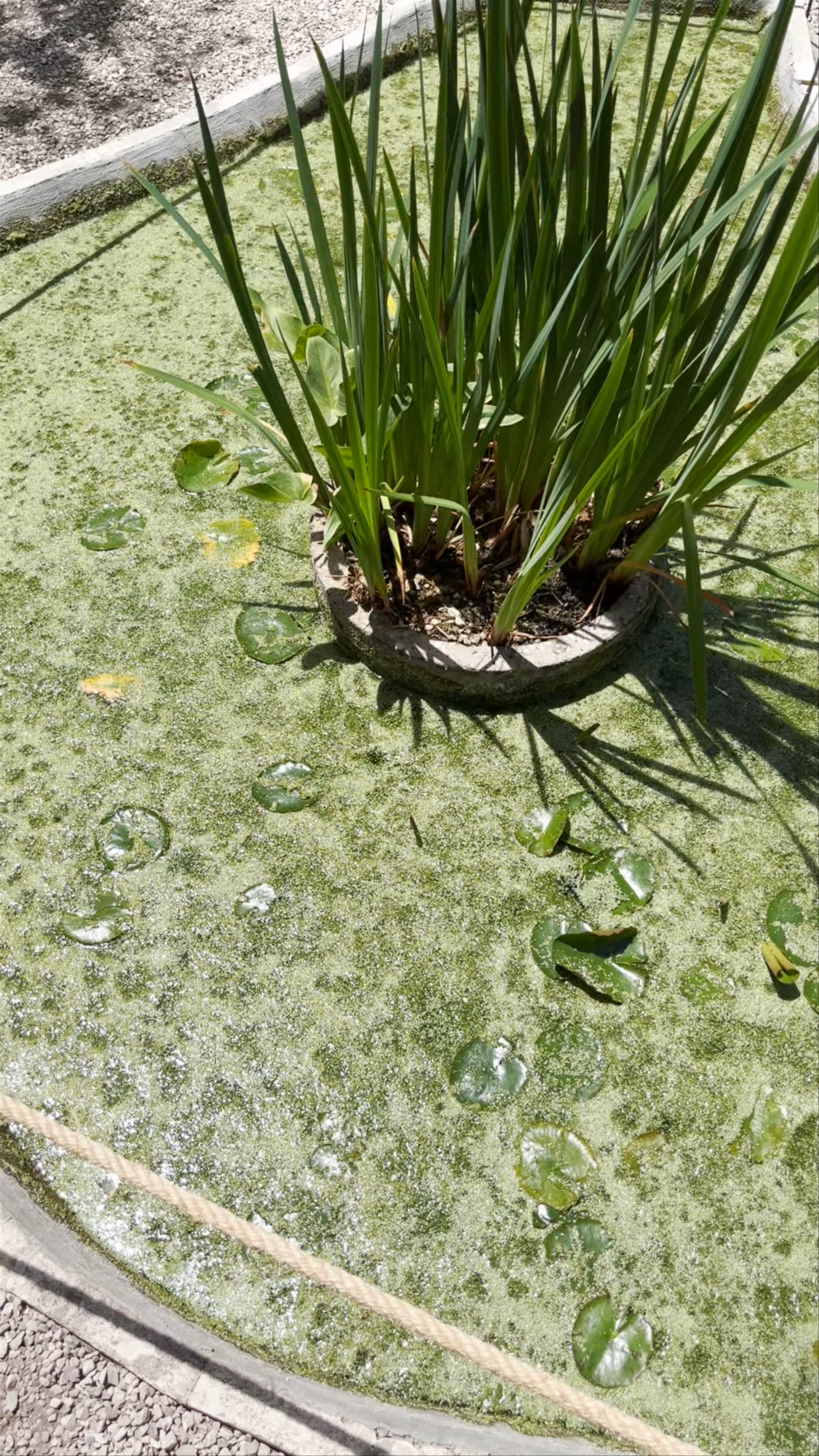 Serene Oasis at Jardín Huerto del Cura in Elche