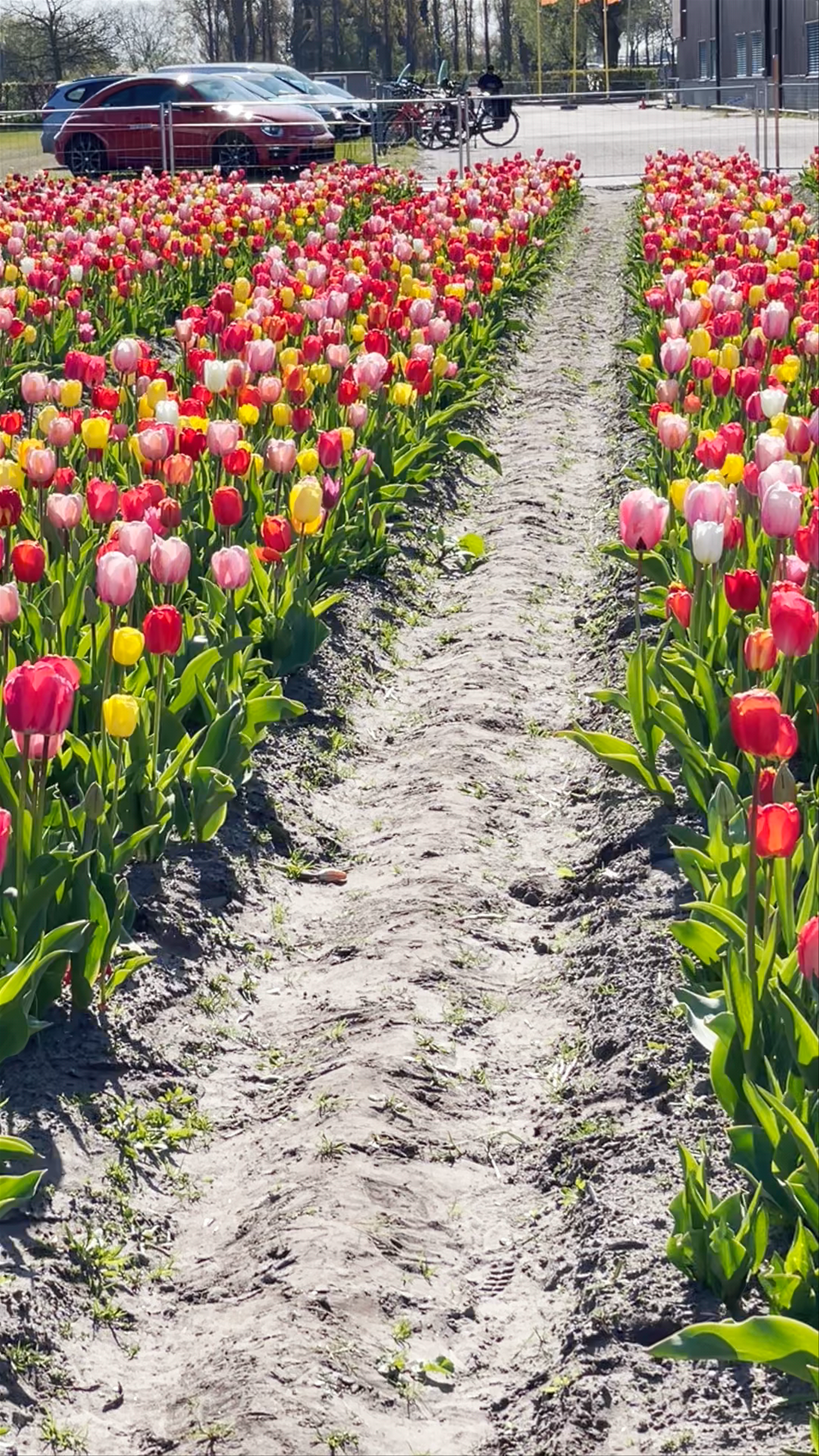 Blooming Tulips at The Tulip Barn, Hillegom