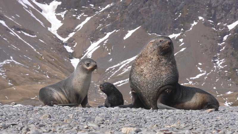 Antarctic fur seals poster