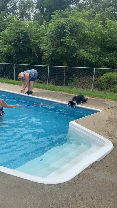 Canine Frenzy Versatility Training - Dock Diving Training - Pet Training Near Me - Barnesville, Ohio