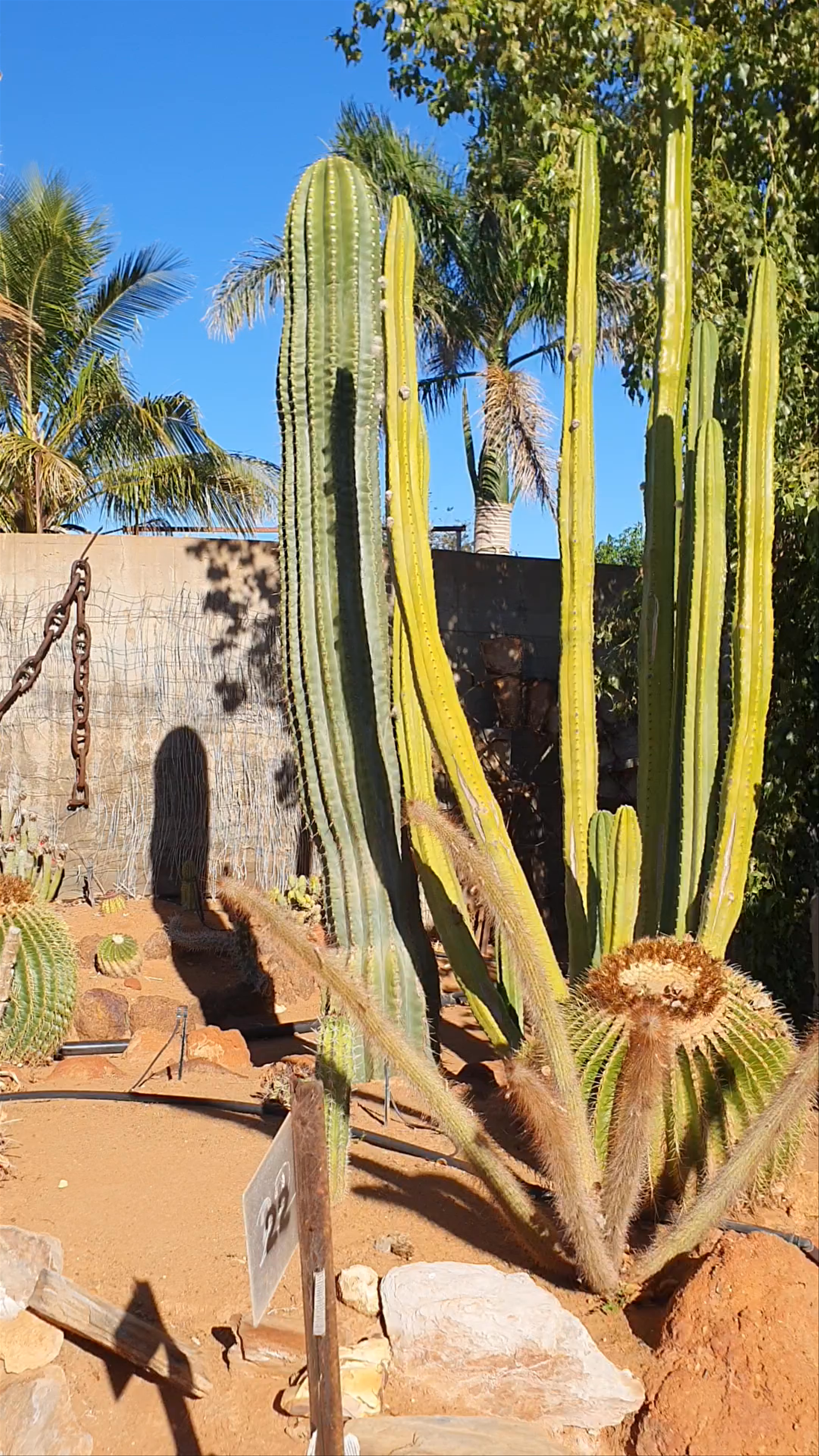 Cactus Garden Carnarvon