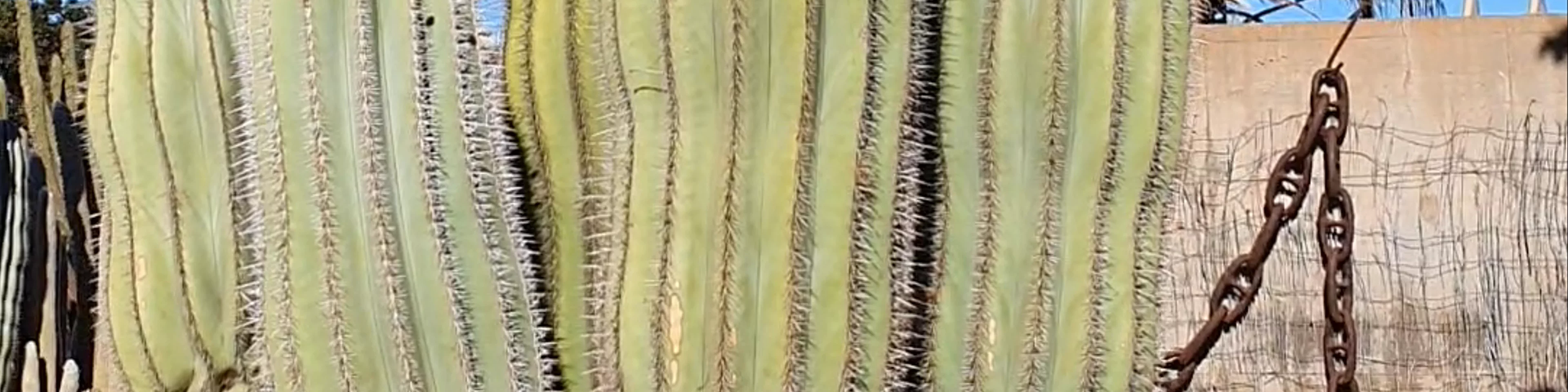 Cactus Garden Carnarvon