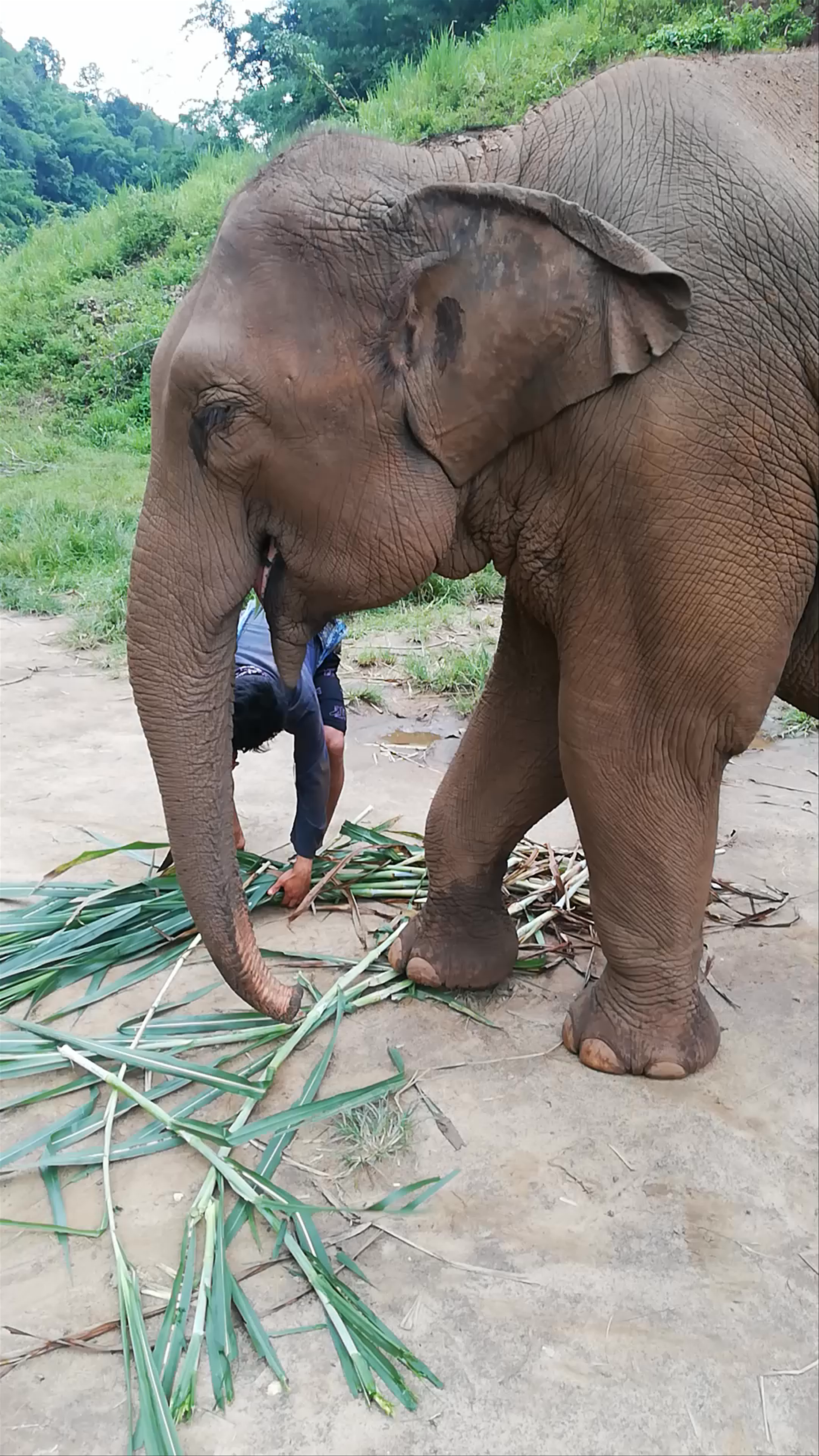 Bamboo elephant family care