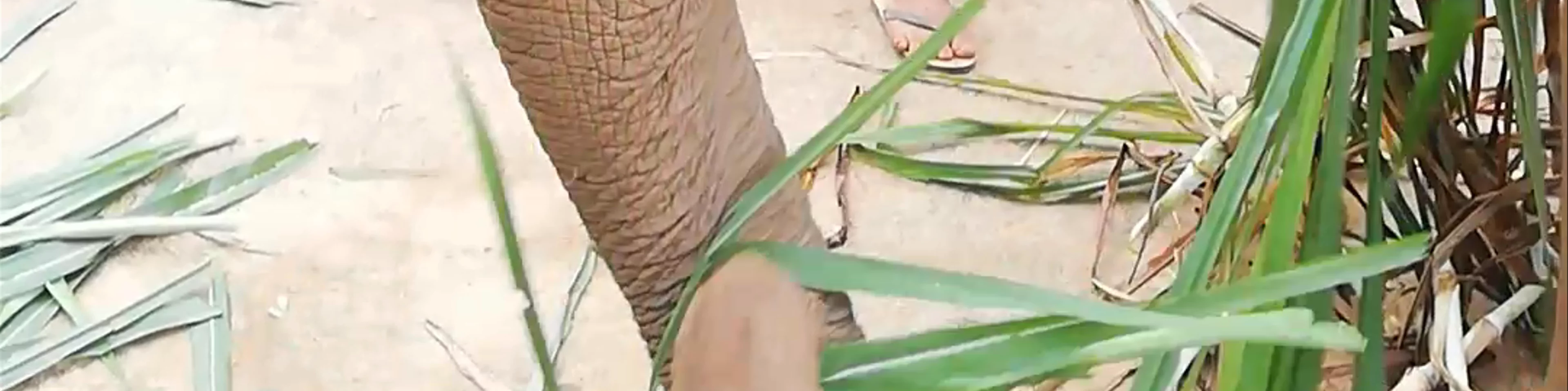 Bamboo elephant family care