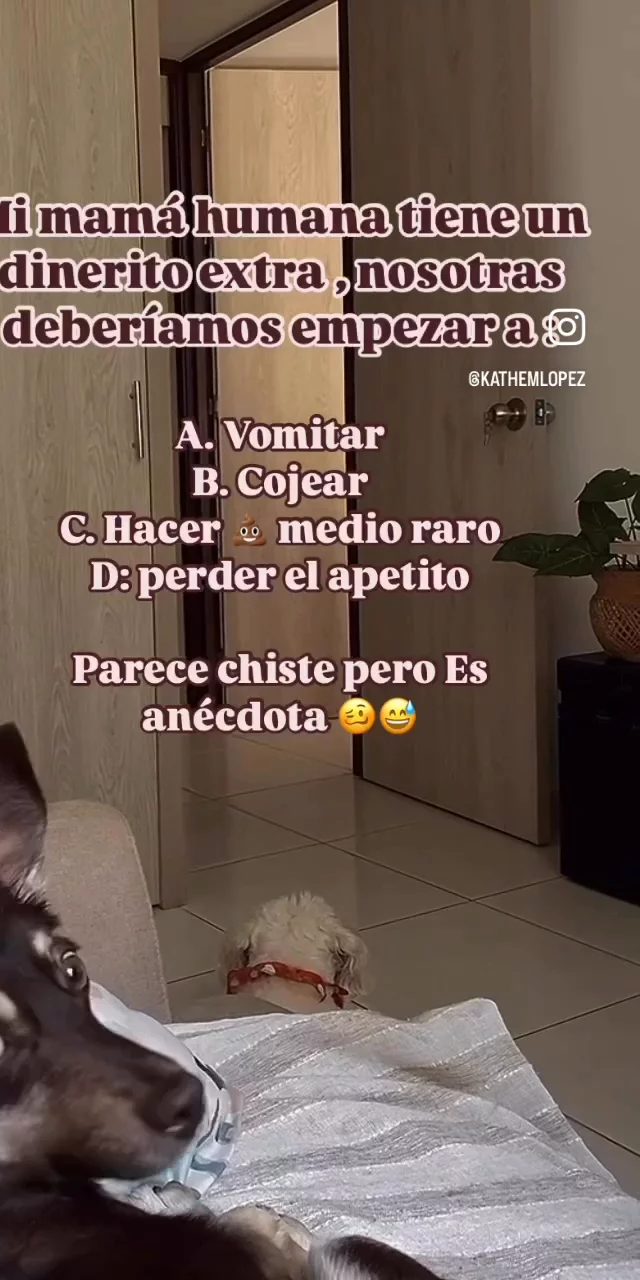 mis mascotas cuando ven que me sobra dinero 