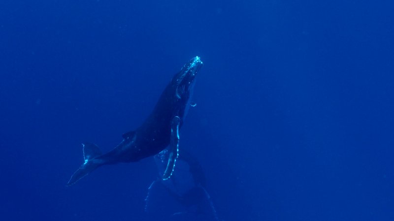 Humpback Whale Mother and Calf poster