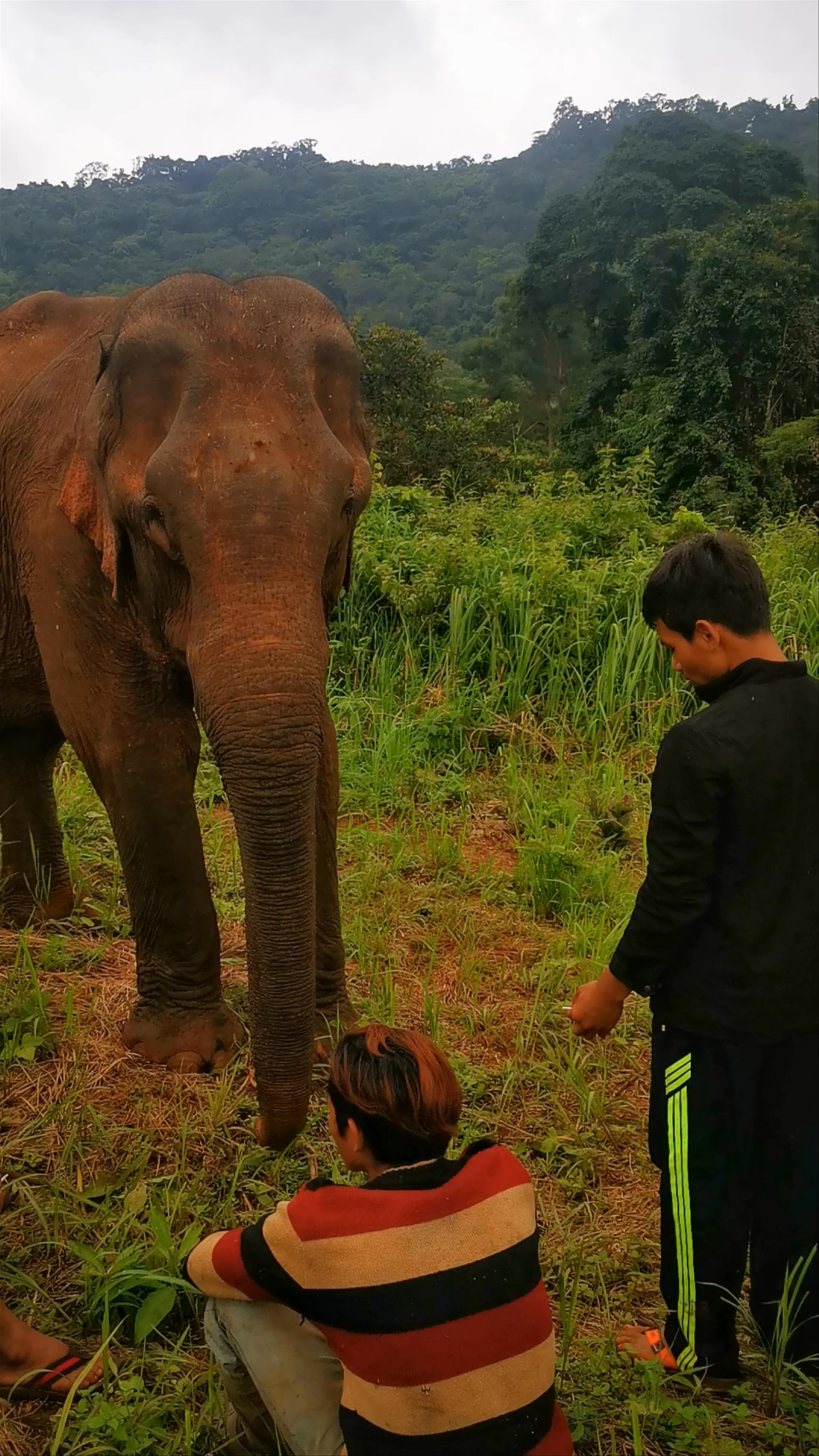 Mondulkiri Project Elephant Sanctuary