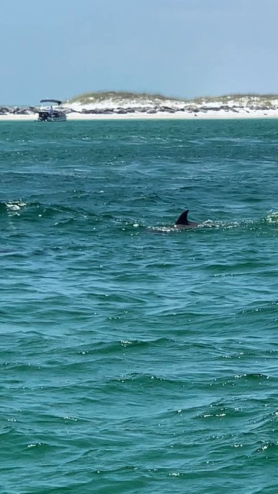 Beach Weekend - Dolphins chasing us - Boating Near Me - Fort Walton Beach, Florida