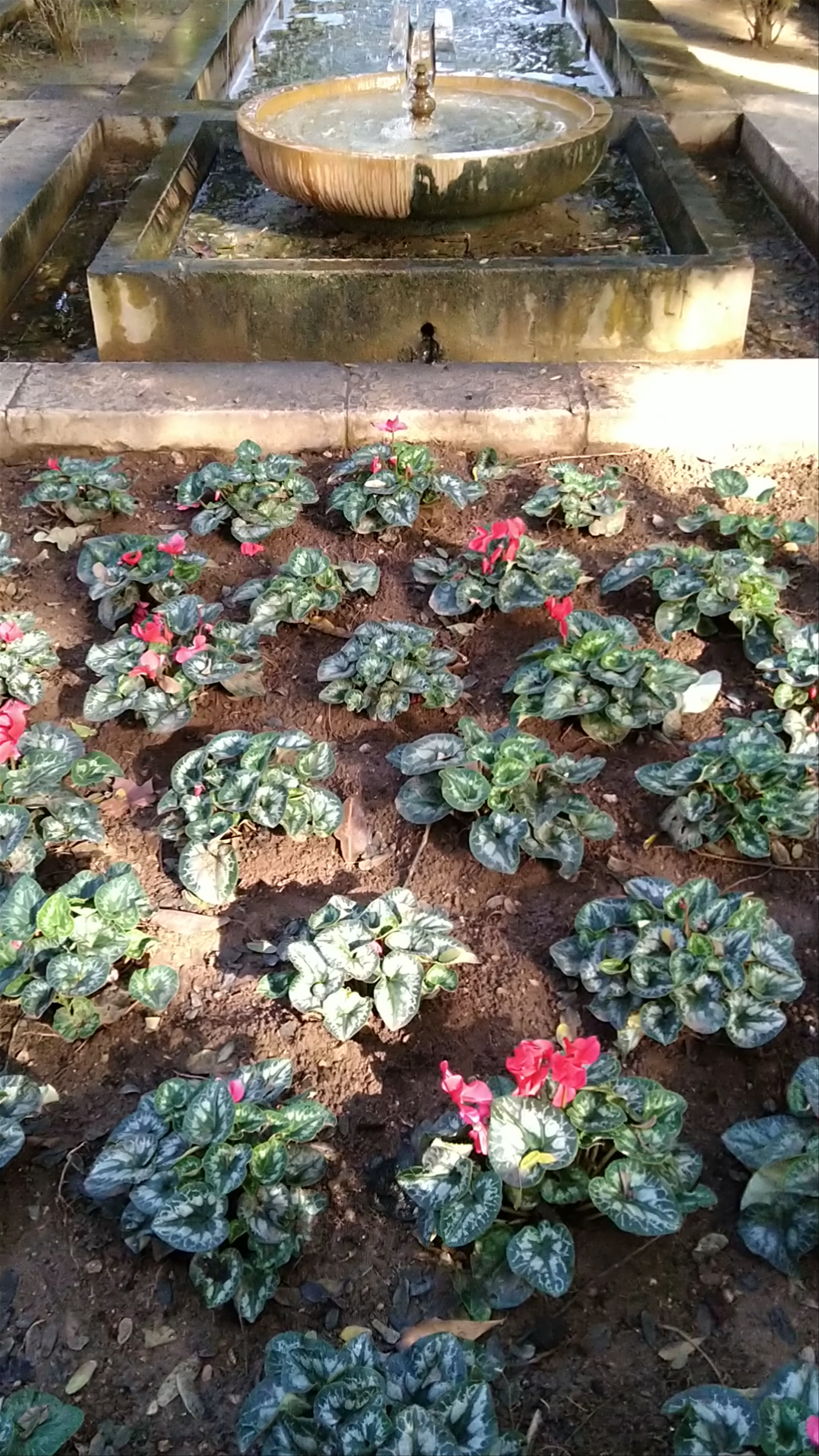 L'Hort del Rei Gardens: Tranquil Oasis in Palma
