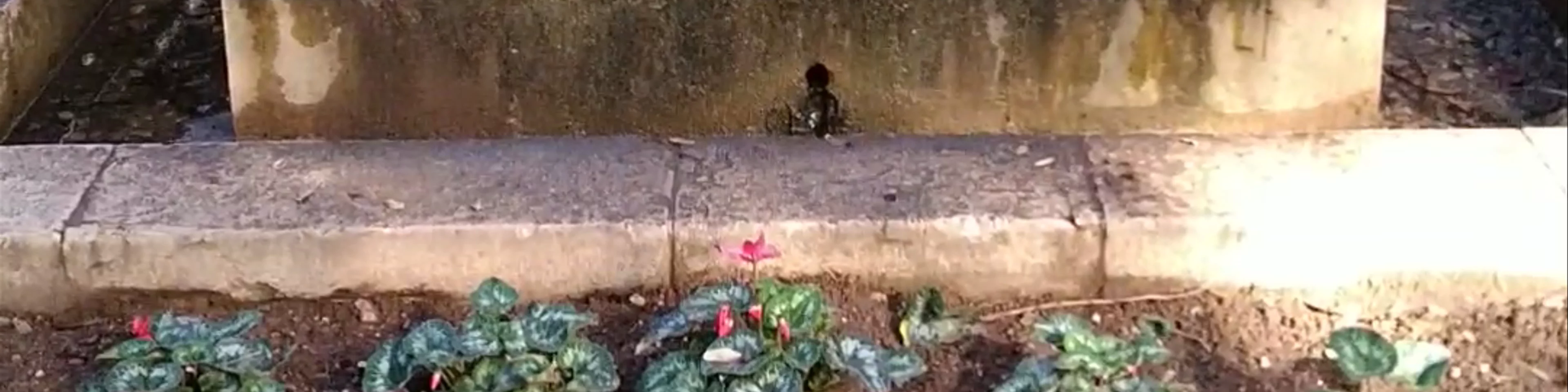 L'Hort del Rei