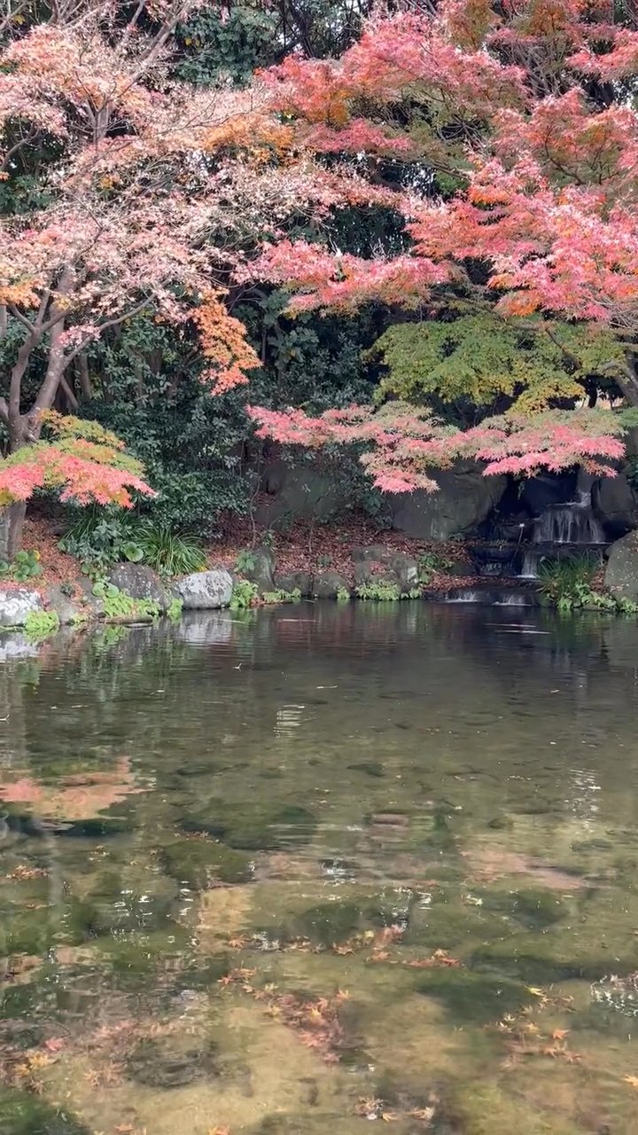 深呼吸しよう🌿
🎥 RABIN Bhandari · Pexels
#癒し #リラックス #自然 #relax #healing