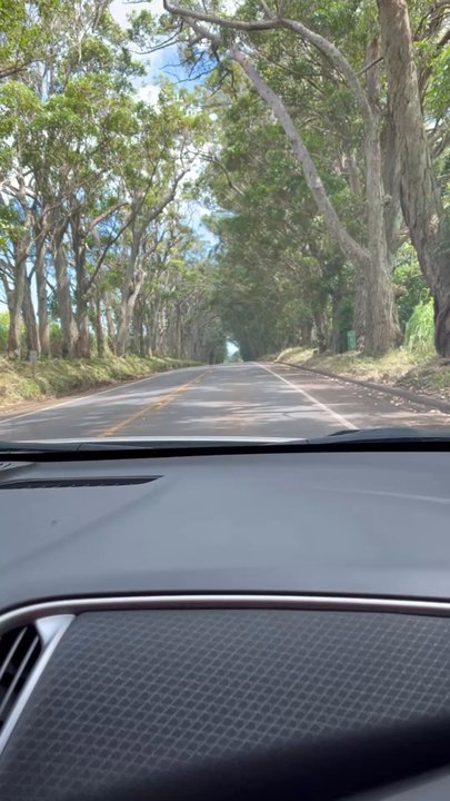 Maluhia Road Tree Tunnel - Scenic drive into Koloa town - Landmarks & Historical Buildings Near Me