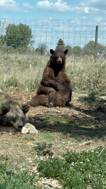 Yellowstone Bear World - Zoos Near Me - Rexburg, Idaho