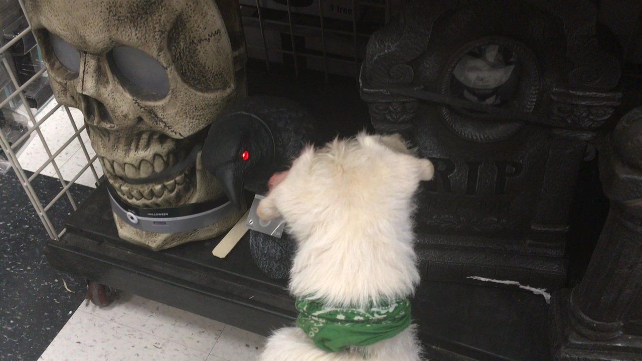 Michaels - What you raven about? #DogsoftheRock - Arts & Crafts Near Me - Glendale, California