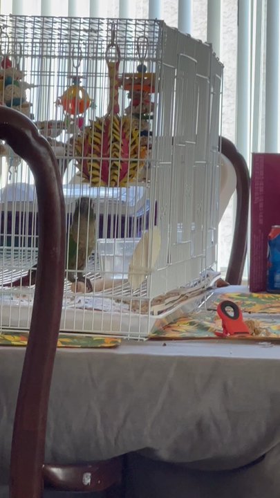 All Things Birds - Nuggie's new dancing trick - Bird Shops Near Me - Canyon Country, California