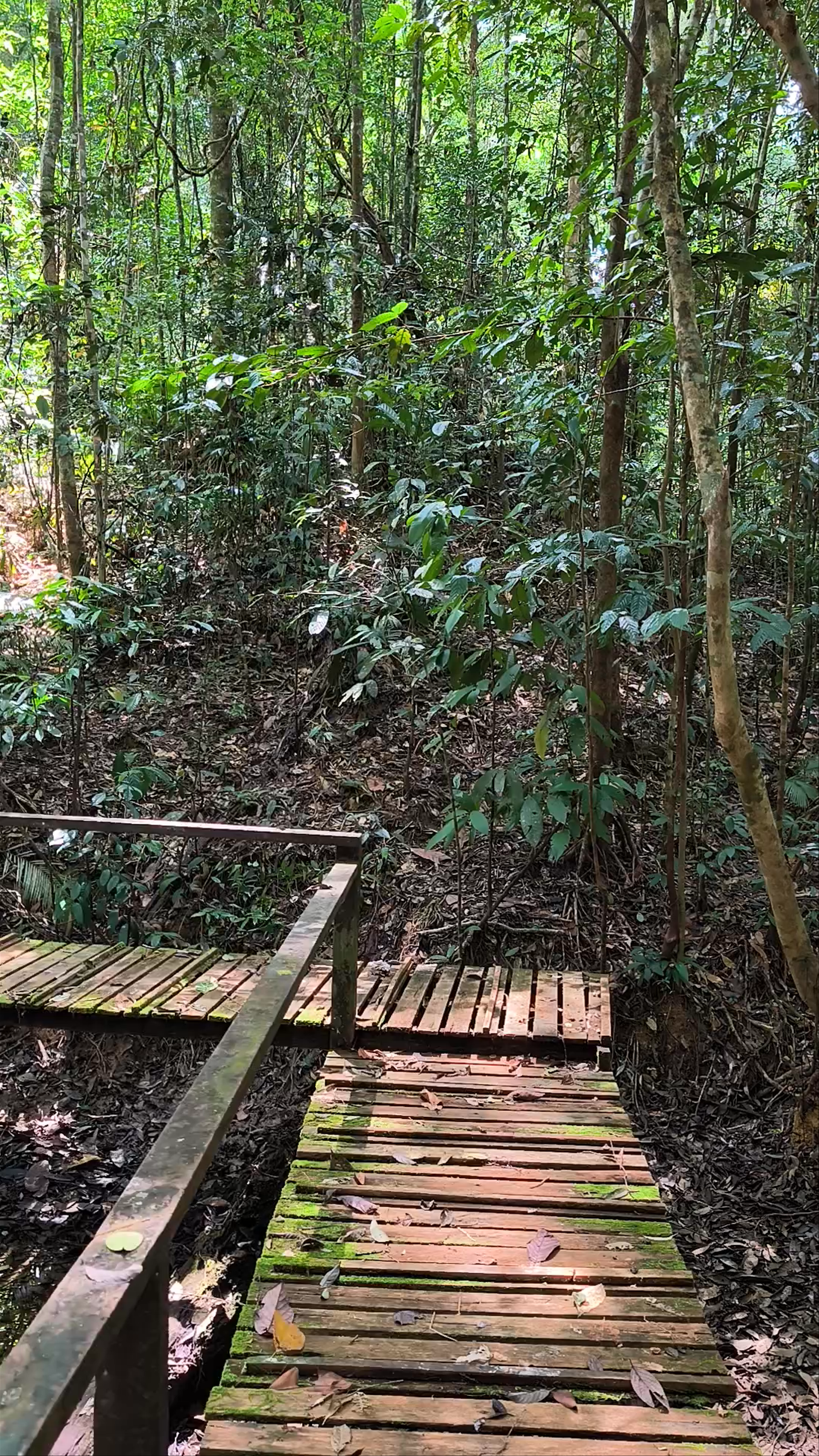 Kubah National Park: Enchanted Rainforest Walk in Sarawak, Malaysia