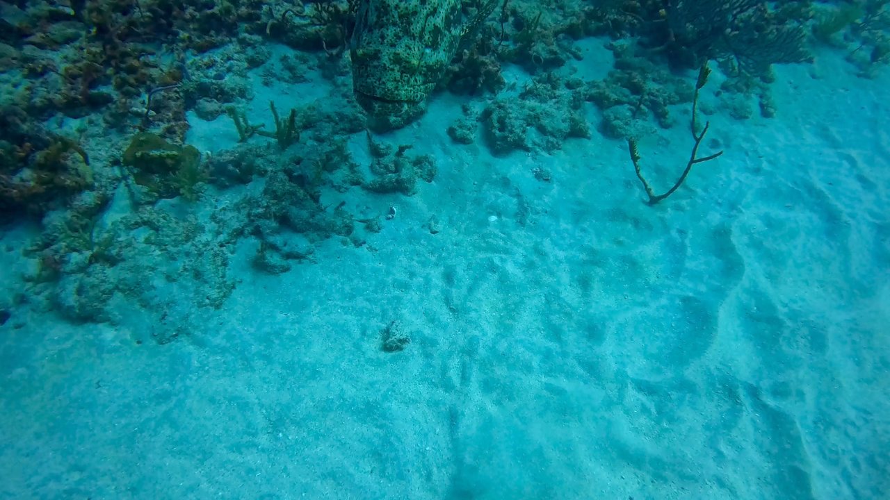 KYALAMI CHARTERS DIVES - Jasper the Goliath Grouper. - Scuba Diving Near Me - Jupiter, Florida