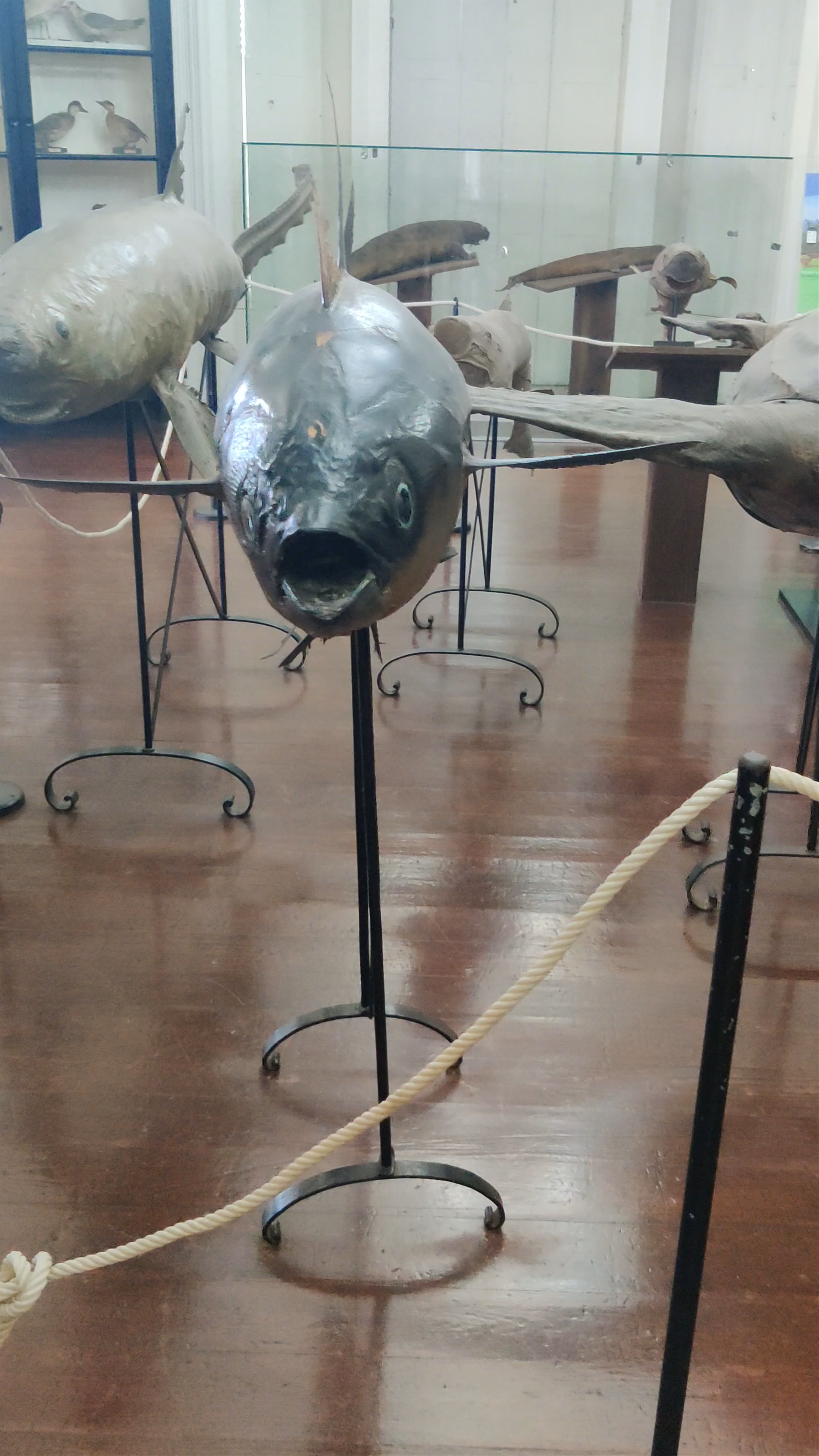 Natural Botanical Museum